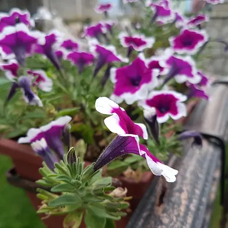 Pensionat Dinka Sarajevo