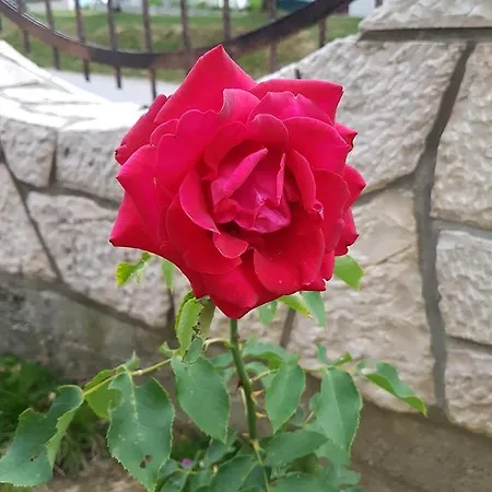 Dinka Pensjonat Sarajewo