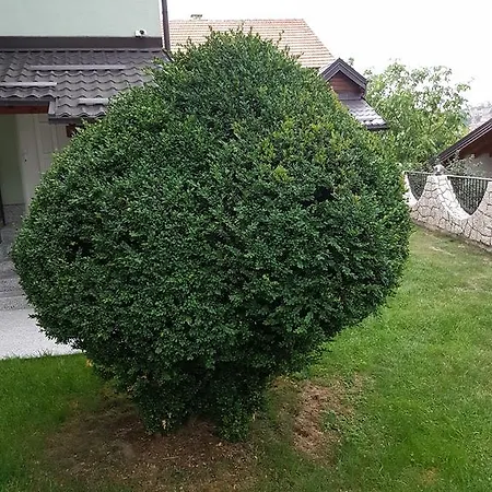 Dinka Szarajevó