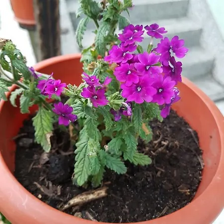 Dinka Pensionat Sarajevo